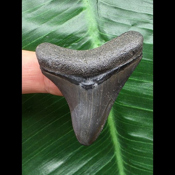 4,7 cm gebogener Zahn des Megalodon