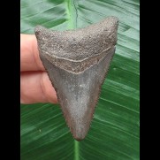 5,4 cm grauer Zahn des Megalodon