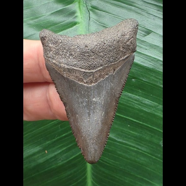 5,4 cm grauer Zahn des Megalodon 5,4 cm grauer Zahn des Megalodon