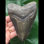 13.3 cm dark tooth from Megalodon   Repaired root at top left