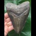 13.3 cm dark tooth from Megalodon Repaired root at top left 13.3 cm dark tooth from Megalodon Repaired root at top left
