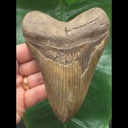 12.9 cm beautifully coloured Megalodon tooth