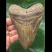 12.9 cm beautifully coloured Megalodon tooth 12.9 cm beautifully coloured Megalodon tooth