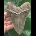 12.9 cm beautifully coloured Megalodon tooth 12.9 cm beautifully coloured Megalodon tooth