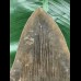 12.9 cm beautifully coloured Megalodon tooth 12.9 cm beautifully coloured Megalodon tooth