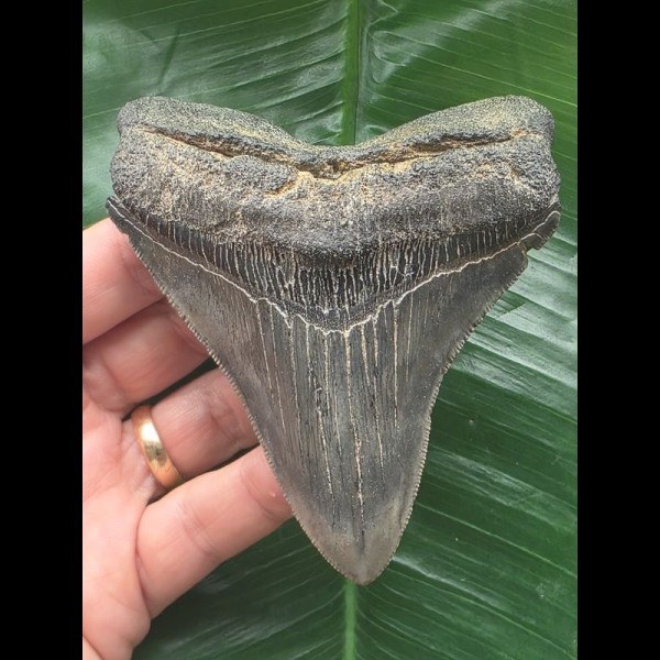 10,6 cm dolchförmiger Zahn des Megalodon [TZ216]