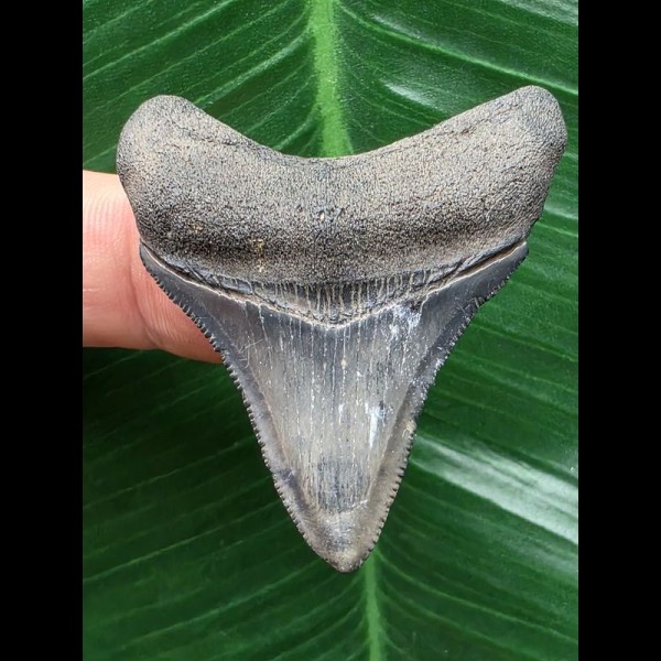 4,5 cm blauer scharfer Zahn des Megalodon