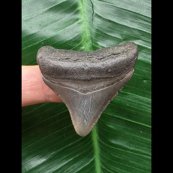 4,3 cm massiver posteriorer Zahn des Megalodon 4,3 cm massiver posteriorer Zahn des Megalodon