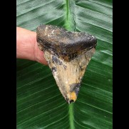 4,5 cm gemusterter Zahn des Megalodon