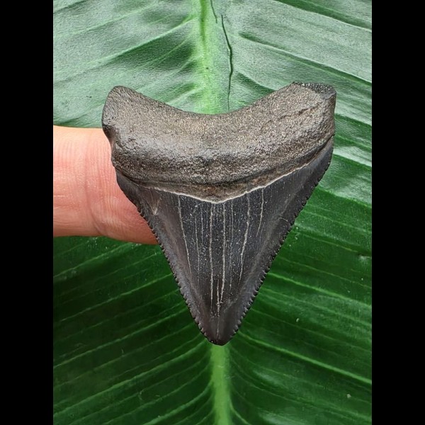 3,9 cm blauer Zahn des Megalodon