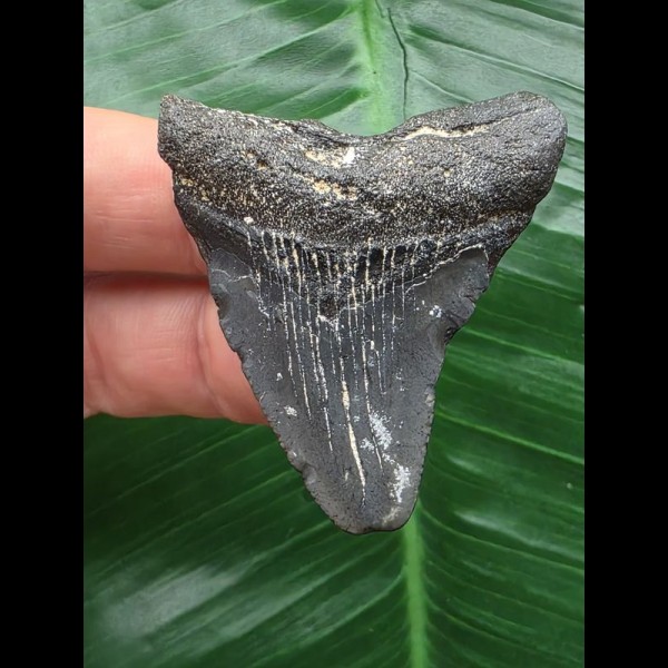 4,7 cm blauer Zahn des Megalodon