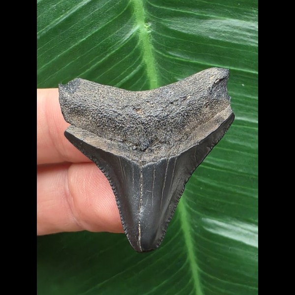 4,0 cm schwarzer Zahn des Megalodon