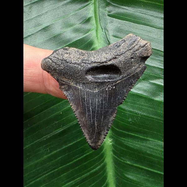 3,9 cm dunkler Zahn des Megalodon 3,9 cm dunkler Zahn des Megalodon