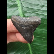 3,6 cm dunkler posteriorer Zahn des Megalodon