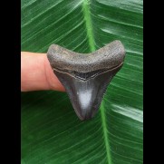 3,5 cm dunkler Zahn des Megalodon