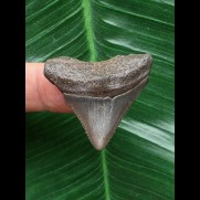 3,4 cm grauer Zahn des Megalodon