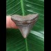3,4 cm grauer Zahn des Megalodon