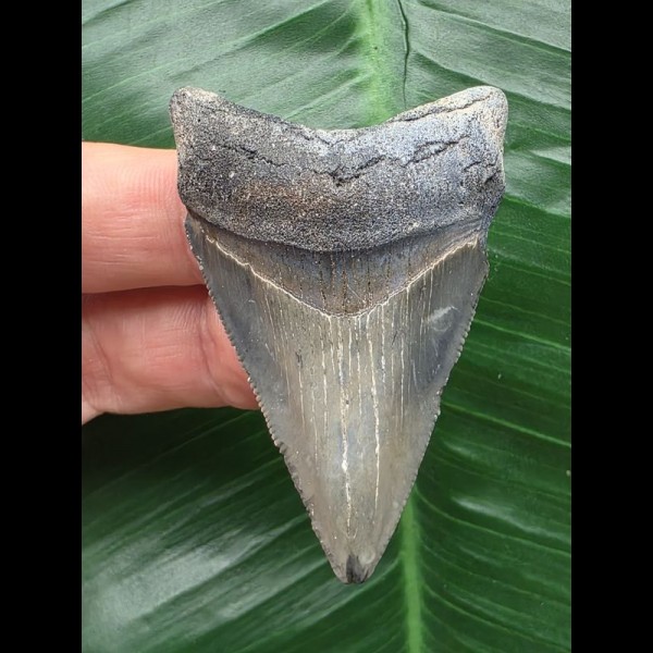 5,7 cm dolchförmiger Zahn des Megalodon 5,7 cm dolchförmiger Zahn des Megalodon