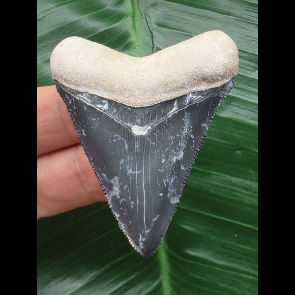 5,6 cm blauer Zahn des Megalodon aus dem Bone Valley
