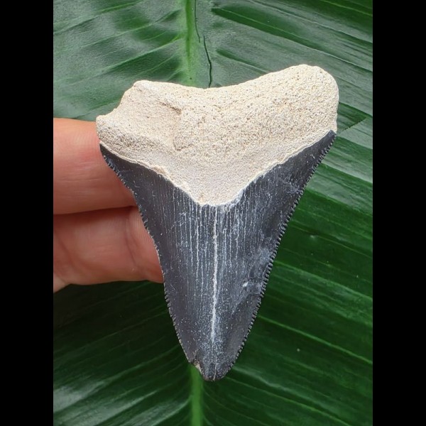 5,7 cm blauer Zahn des Megalodon aus dem Bone Valley 5,7 cm blauer Zahn des Megalodon aus dem Bone Valley