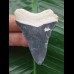 5,7 cm blauer Zahn des Megalodon aus dem Bone Valley 5,7 cm blauer Zahn des Megalodon aus dem Bone Valley