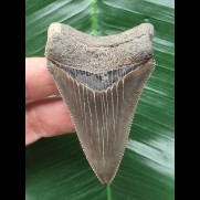7.0 cm sharp dagger-shaped Megalodon tooth