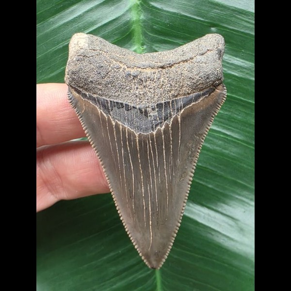 7.0 cm sharp dagger-shaped Megalodon tooth 7.0 cm sharp dagger-shaped Megalodon tooth
