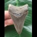 7.0 cm sharp dagger-shaped Megalodon tooth 7.0 cm sharp dagger-shaped Megalodon tooth