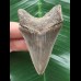 7.0 cm sharp dagger-shaped Megalodon tooth 7.0 cm sharp dagger-shaped Megalodon tooth
