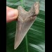 7.0 cm sharp dagger-shaped Megalodon tooth 7.0 cm sharp dagger-shaped Megalodon tooth