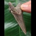 7.0 cm sharp dagger-shaped Megalodon tooth 7.0 cm sharp dagger-shaped Megalodon tooth