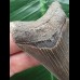 7.0 cm sharp dagger-shaped Megalodon tooth 7.0 cm sharp dagger-shaped Megalodon tooth