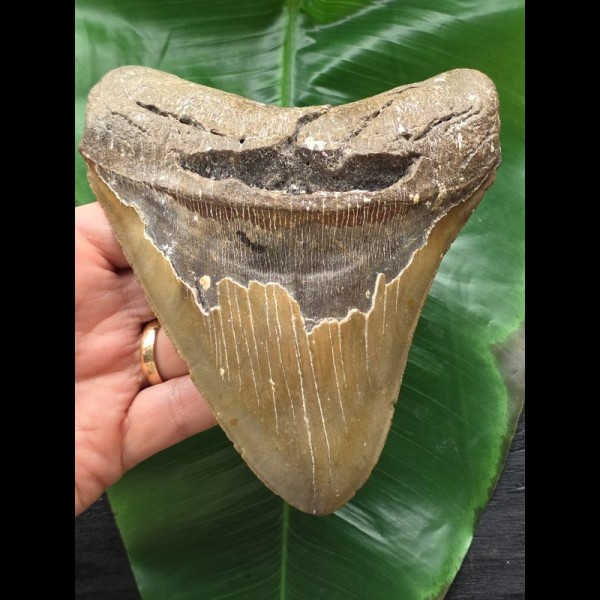14.0 cm large broad tooth of the Megalodon 14.0 cm large broad tooth of the Megalodon