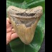 14.0 cm large broad tooth of the Megalodon 14.0 cm large broad tooth of the Megalodon