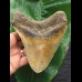 14.0 cm large broad tooth of the Megalodon 14.0 cm large broad tooth of the Megalodon