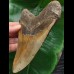 14.0 cm large broad tooth of the Megalodon 14.0 cm large broad tooth of the Megalodon