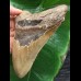 14.0 cm large broad tooth of the Megalodon 14.0 cm large broad tooth of the Megalodon