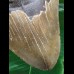 14.0 cm large broad tooth of the Megalodon 14.0 cm large broad tooth of the Megalodon