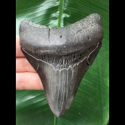 9.8 cm dark shiny tooth of the Megalodon