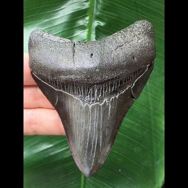 9.8 cm dark shiny tooth of the Megalodon