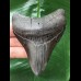 9.8 cm dark shiny tooth of the Megalodon