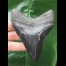 9.8 cm dark shiny tooth of the Megalodon