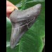 9.8 cm dark shiny tooth of the Megalodon