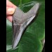 9.8 cm dark shiny tooth of the Megalodon