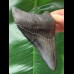 9.8 cm dark shiny tooth of the Megalodon