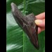 9.8 cm dark shiny tooth of the Megalodon