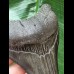 9.8 cm dark shiny tooth of the Megalodon