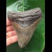 10.6 cm very sharp tooth of the Megalodon