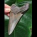 10.6 cm very sharp tooth of the Megalodon