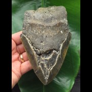 14,0 cm massives Zahnfragment des Megalodon
